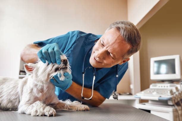 Best Emergency Treatment for Oral Infections in Pebble Creek, FL
